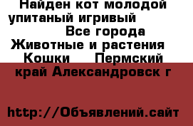 Найден кот,молодой упитаный игривый 12.03.2017 - Все города Животные и растения » Кошки   . Пермский край,Александровск г.